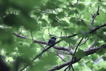 サンコウチョウ 八王子市 2021年5月17日(月)