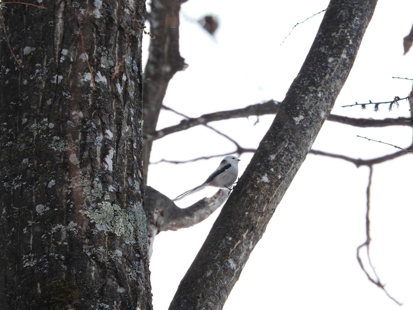 Long-tailed tit(japonicus)