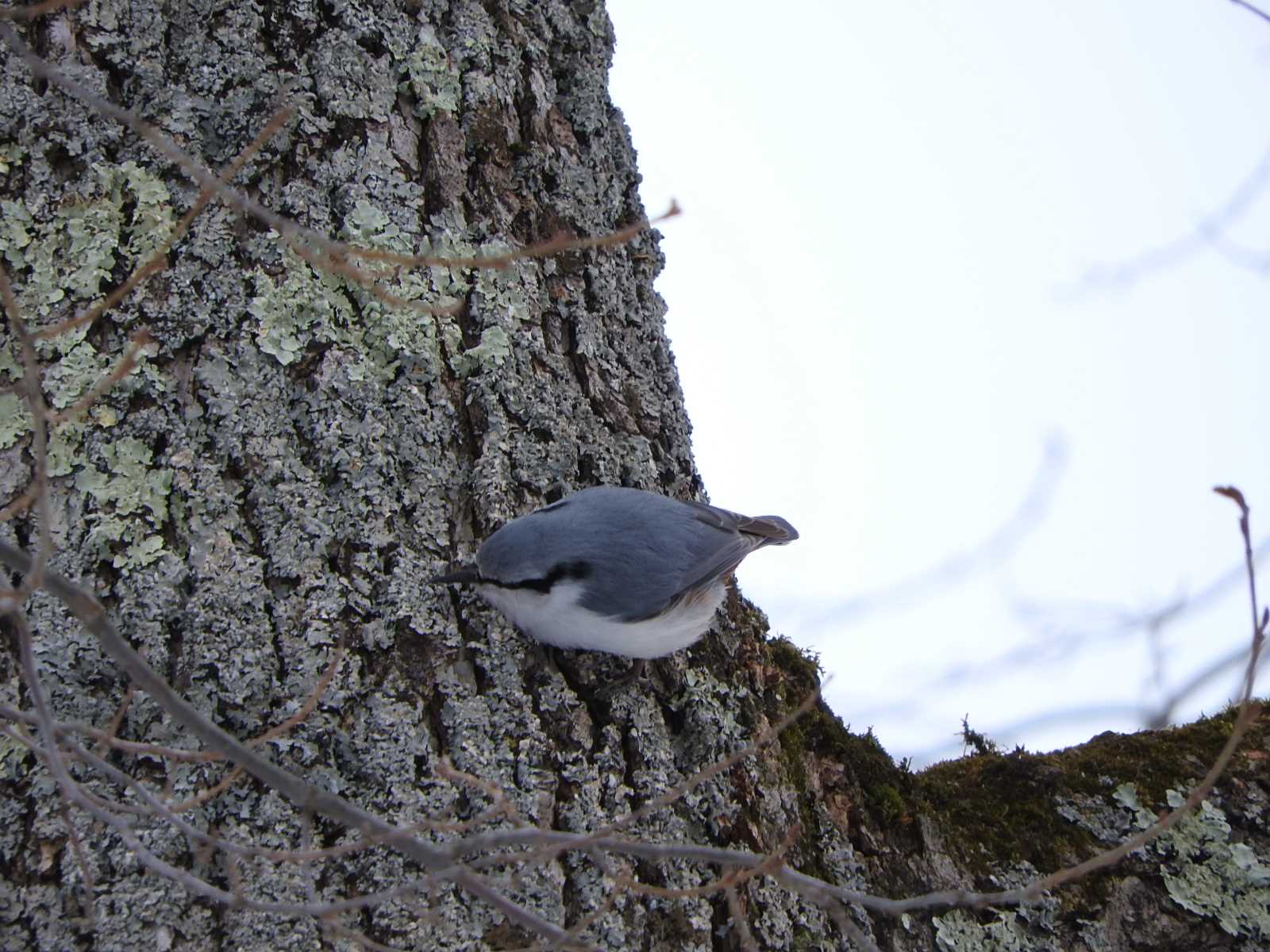 Eurasian Nuthatch