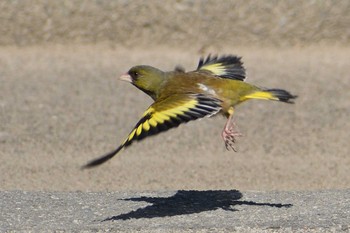 2021年5月30日(日) 内津川の野鳥観察記録