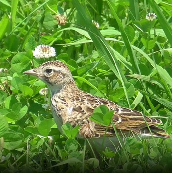 Eurasian Skylark 紀ノ川 Sun, 5/30/2021