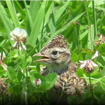 Eurasian Skylark 紀ノ川 Sun, 5/30/2021