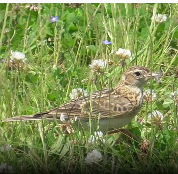 Eurasian Skylark 紀ノ川 Sun, 5/30/2021