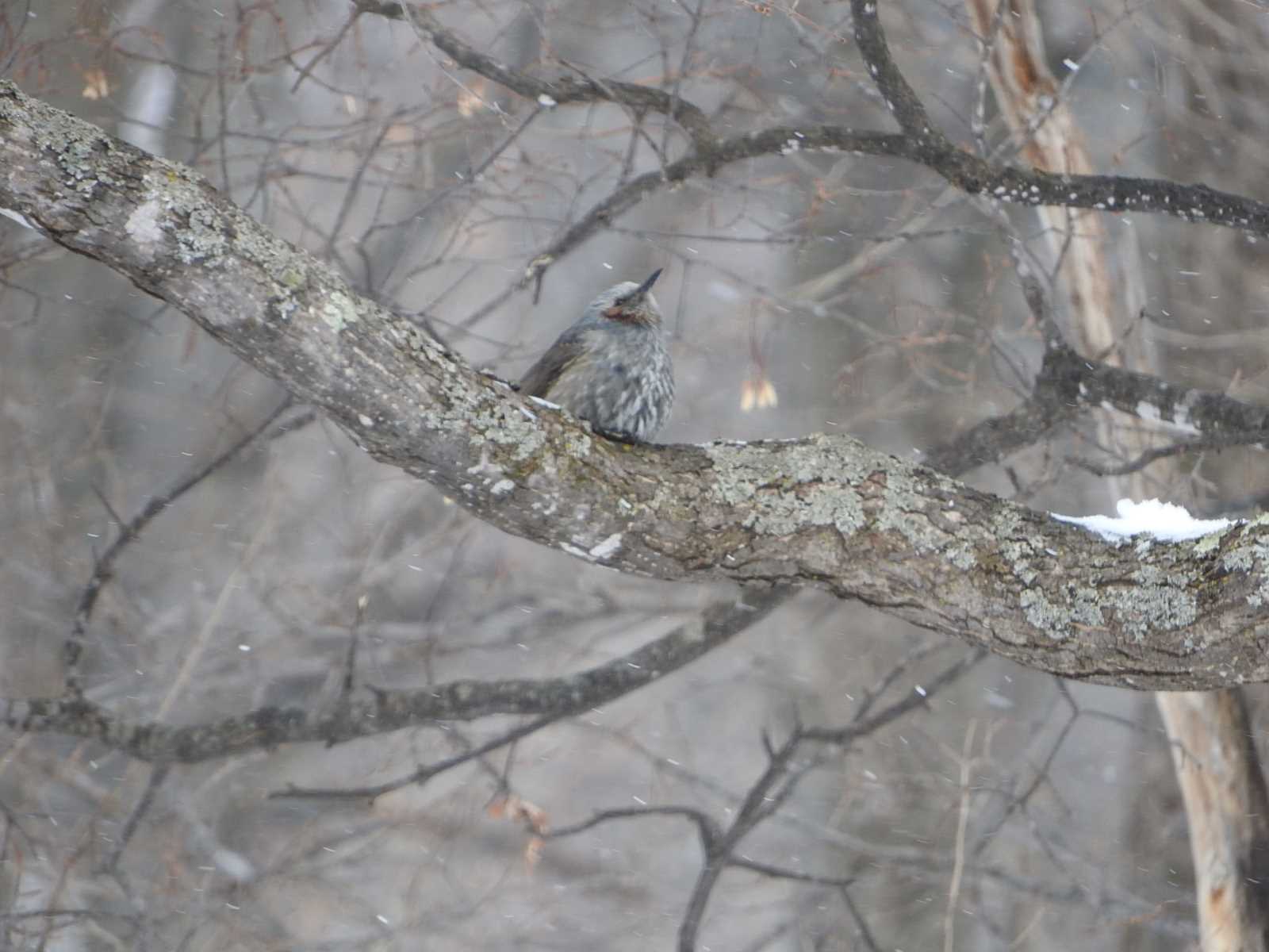 Brown-eared Bulbul