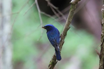 2021年5月30日(日) 早戸川林道の野鳥観察記録