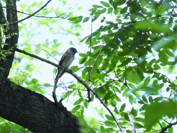 未同定 場所が不明 2021年5月23日(日)