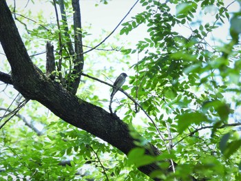 未同定 場所が不明 2021年5月23日(日)