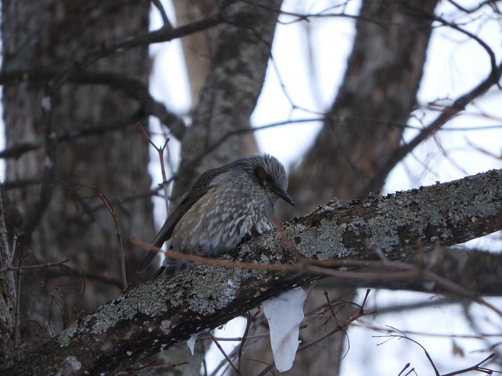 Brown-eared Bulbul