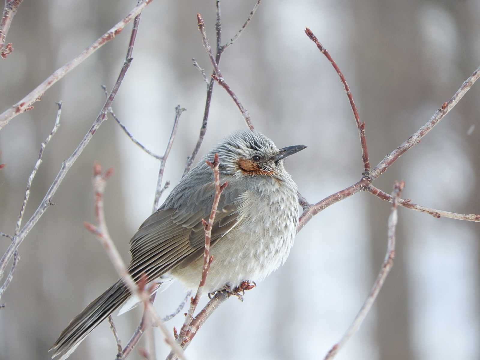 Brown-eared Bulbul