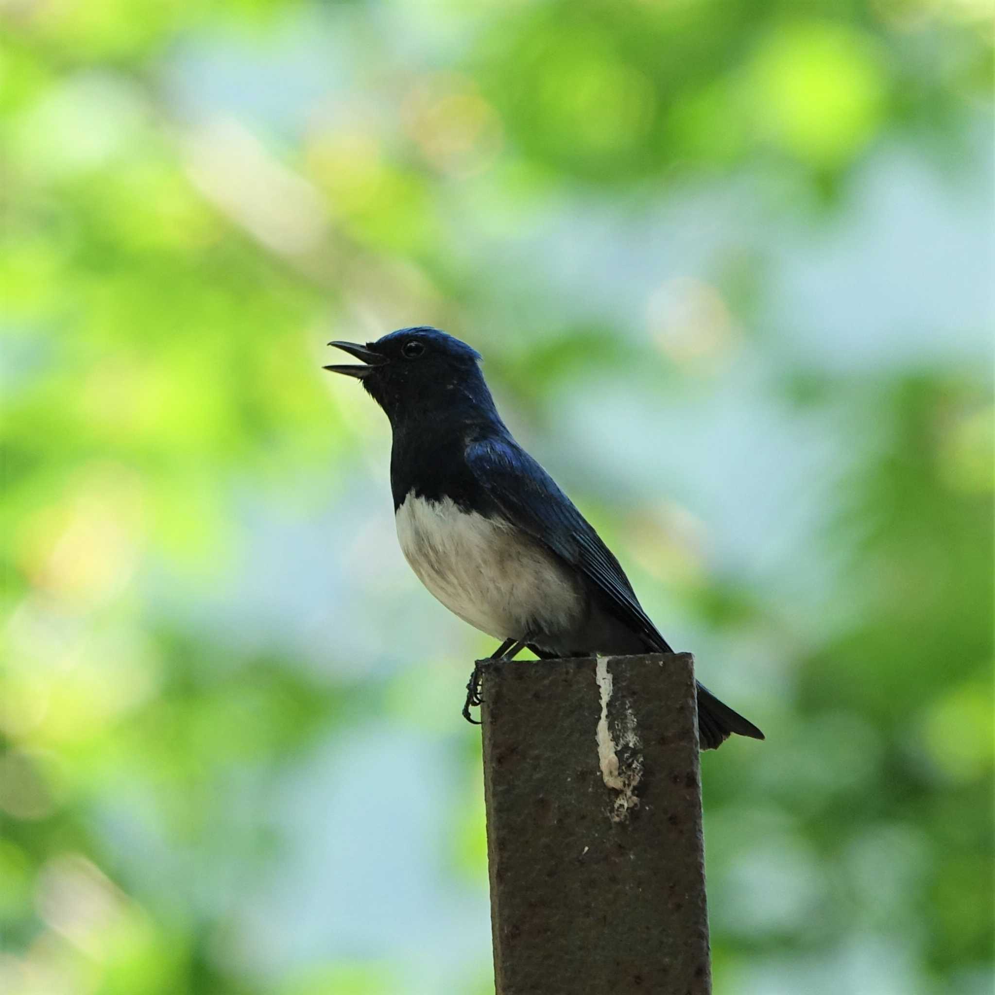 Photo of Blue-and-white Flycatcher at 奈良県宇陀市室生ダム by bmont520