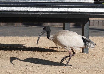 Australian White Ibis オーストラリア　シドニー　 Fri, 10/4/2019