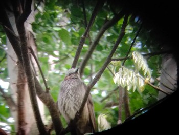 2021年5月31日(月) あいの里公園の野鳥観察記録