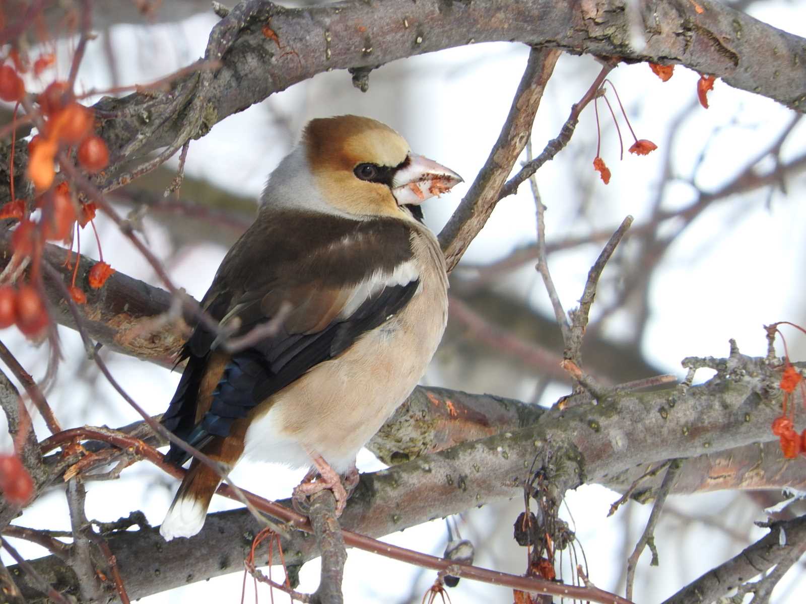 Hawfinch