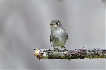 Asian Brown Flycatcher 栃木県 Sat, 5/8/2021