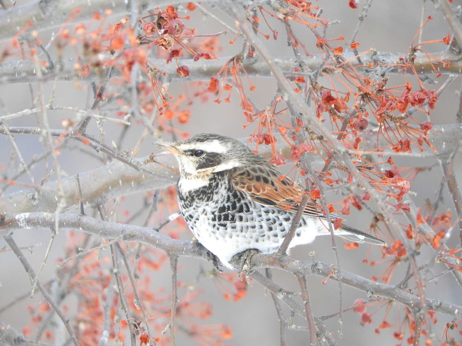 Dusky Thrush