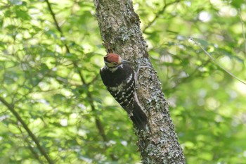 オオアカゲラ 滋賀県 鎌掛谷ホンシャクナゲ群落 2021年5月31日(月)