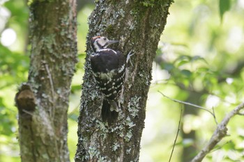 オオアカゲラ 滋賀県 鎌掛谷ホンシャクナゲ群落 2021年5月31日(月)