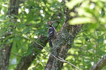 オオアカゲラ 滋賀県 鎌掛谷ホンシャクナゲ群落 2021年5月31日(月)