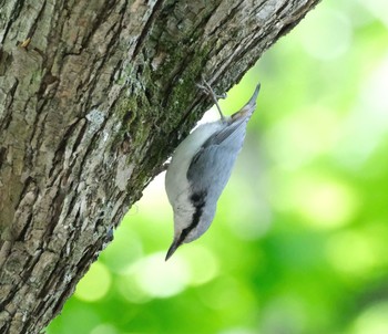 ゴジュウカラ 芸術の森 2021年5月31日(月)