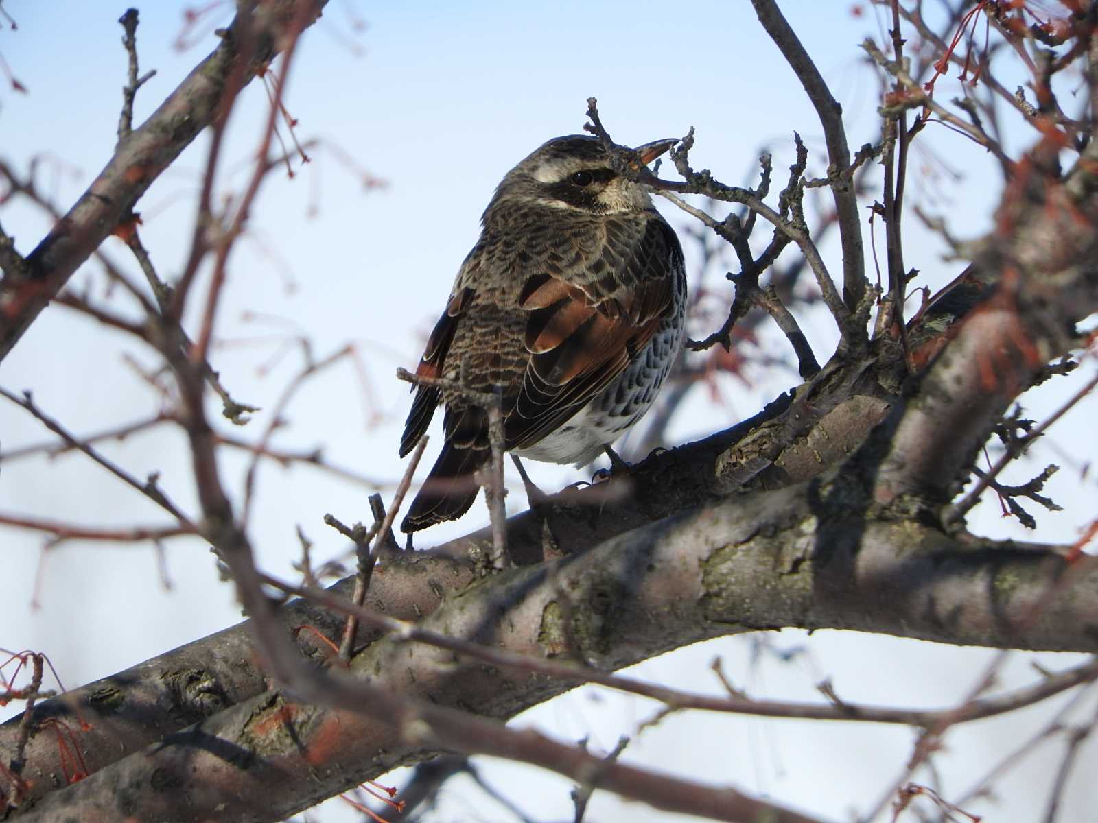 Dusky Thrush