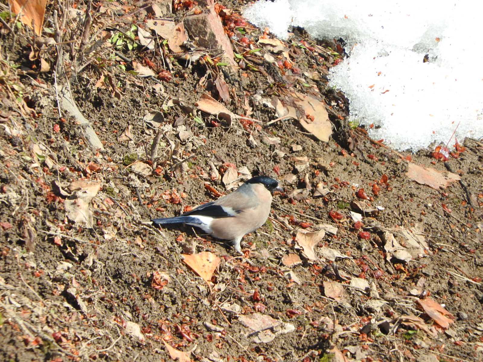 Hawfinch