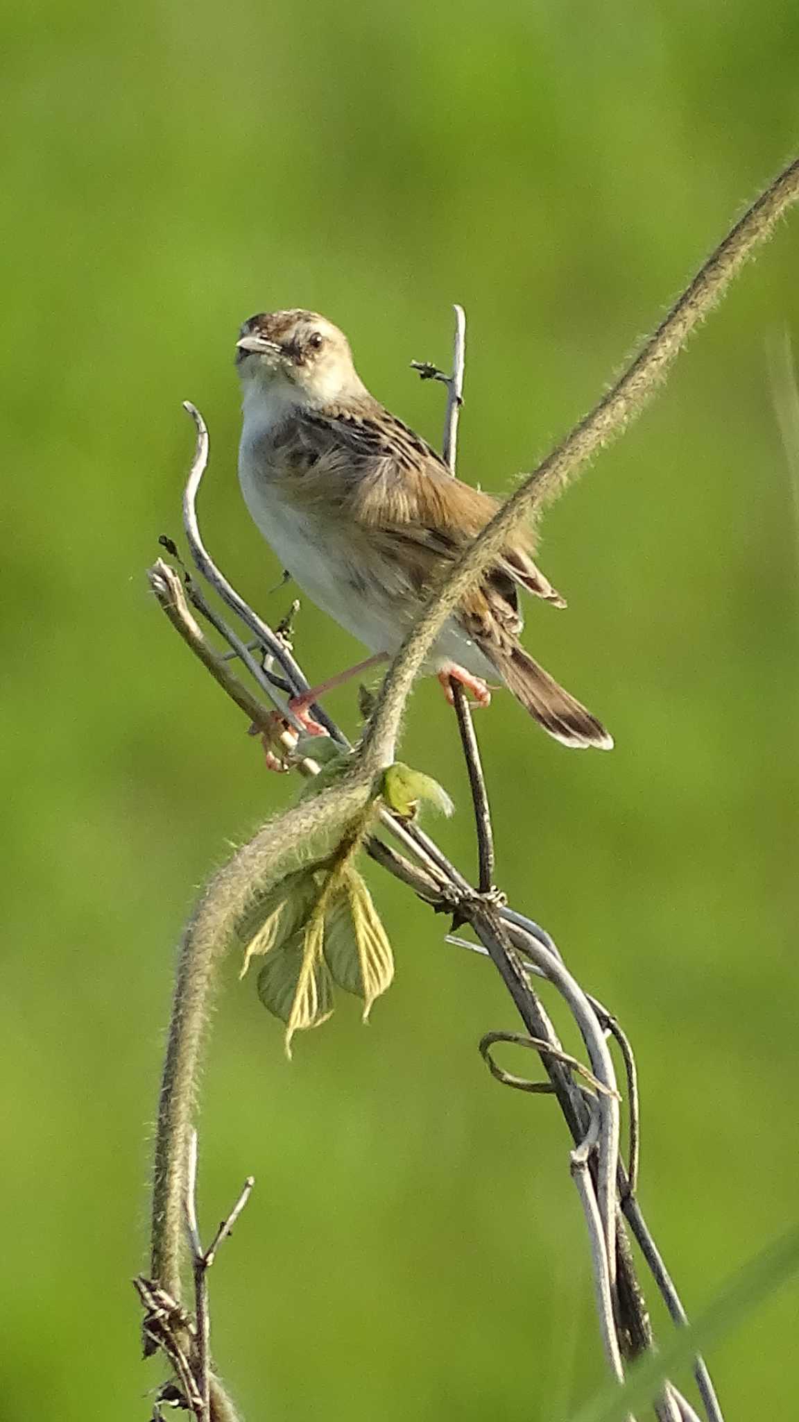 Zitting Cisticola