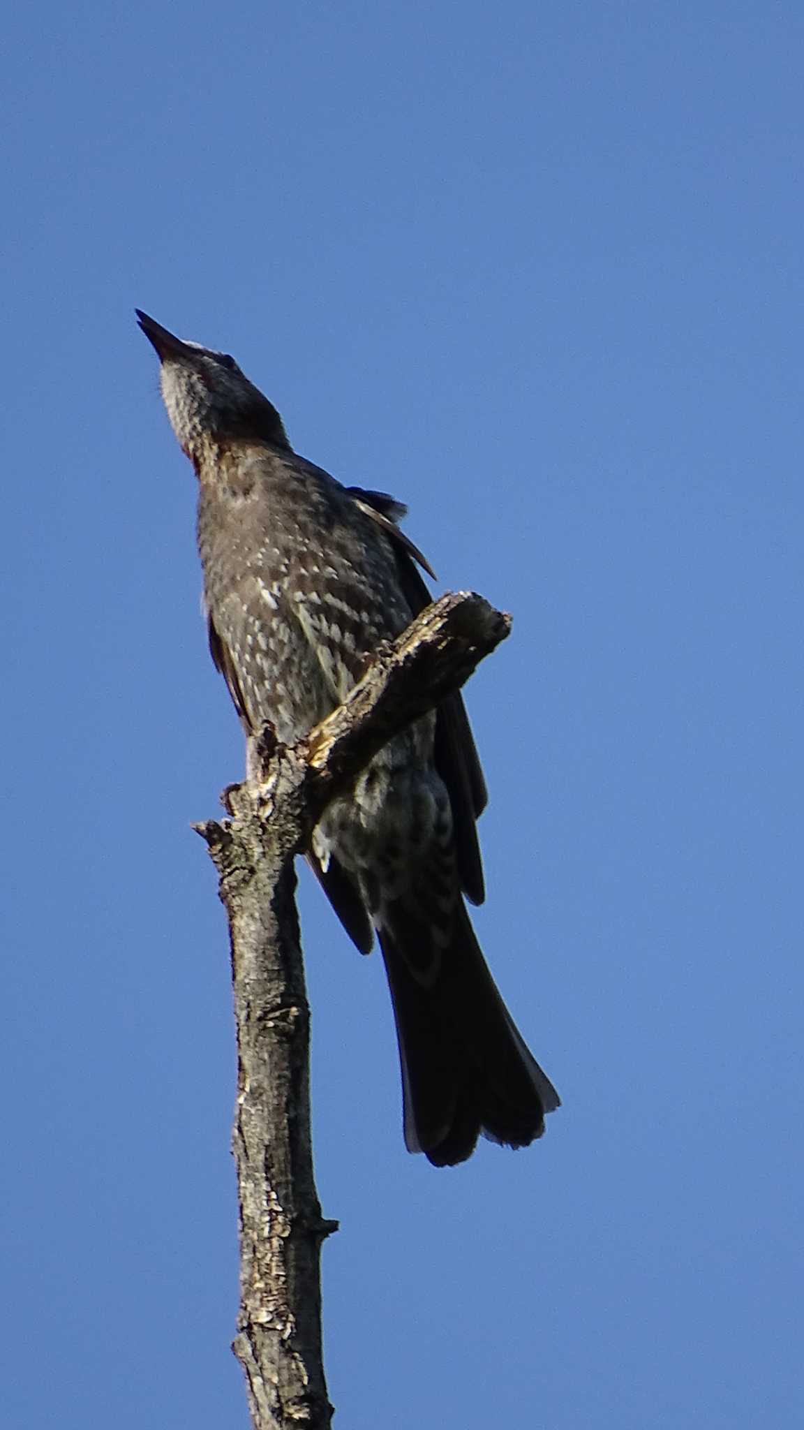 Brown-eared Bulbul