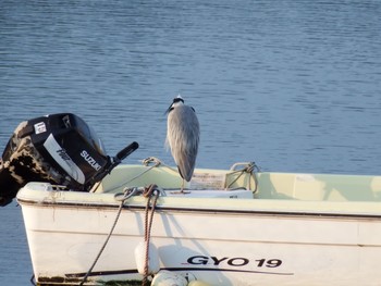 Grey Heron 平潟湾 Mon, 5/31/2021