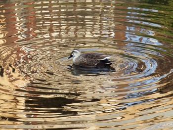 Eastern Spot-billed Duck 鷹取川 Mon, 5/31/2021