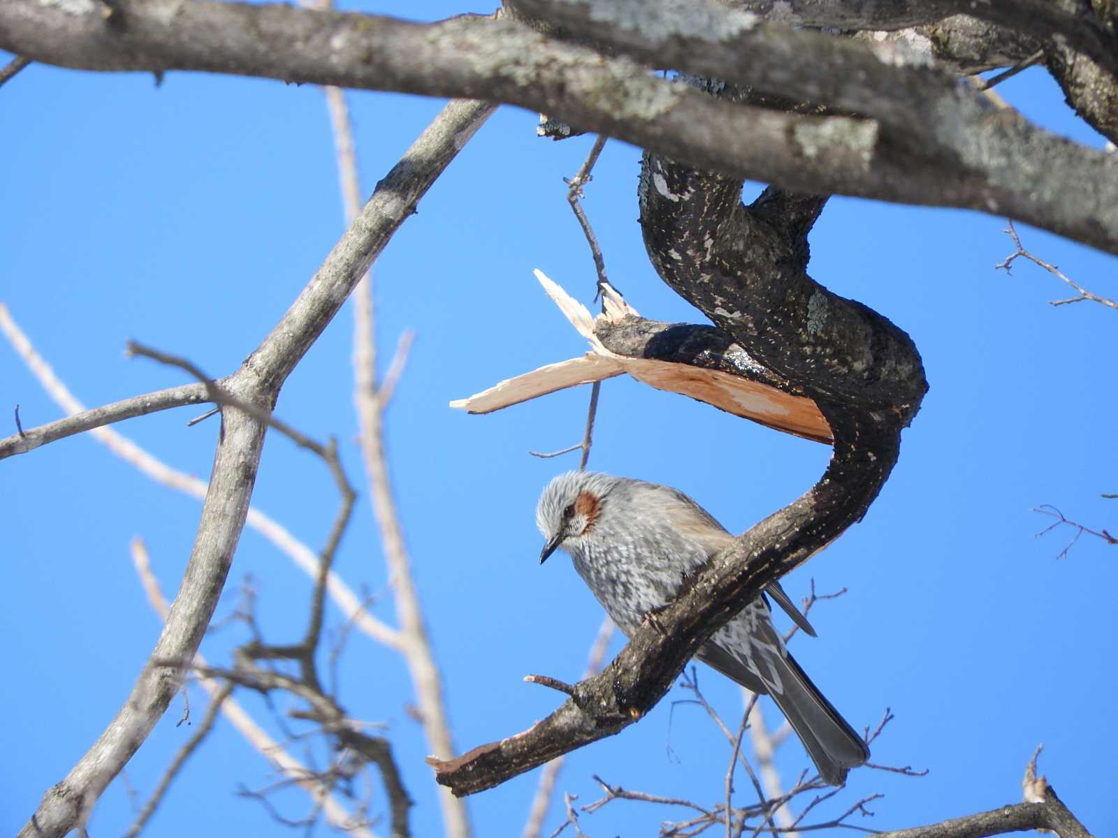 Brown-eared Bulbul