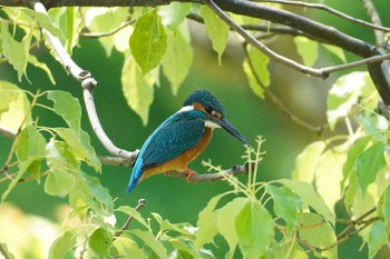 Common Kingfisher 大阪 Mon, 5/31/2021