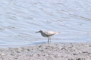 2021年5月30日(日) 東海市名和町一ノ下　35°03'24.6" 136°54'15.7"の野鳥観察記録