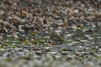 Amami Thrush Amami Forest Police Sat, 4/10/2021