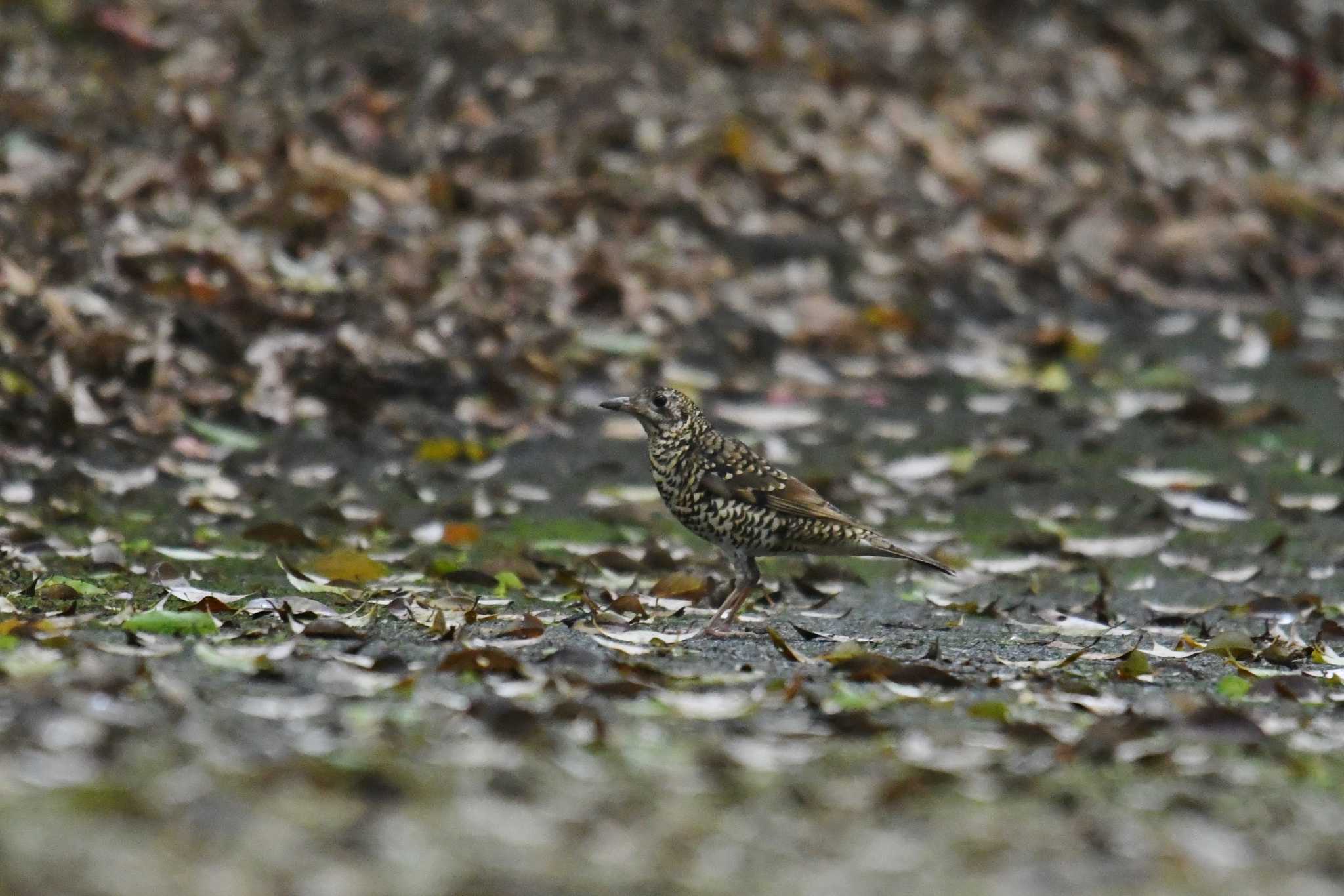 Photo of Amami Thrush at Amami Forest Police by あひる