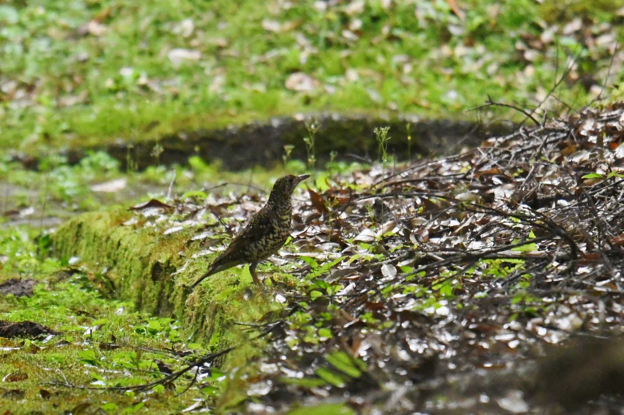 Amami Thrush