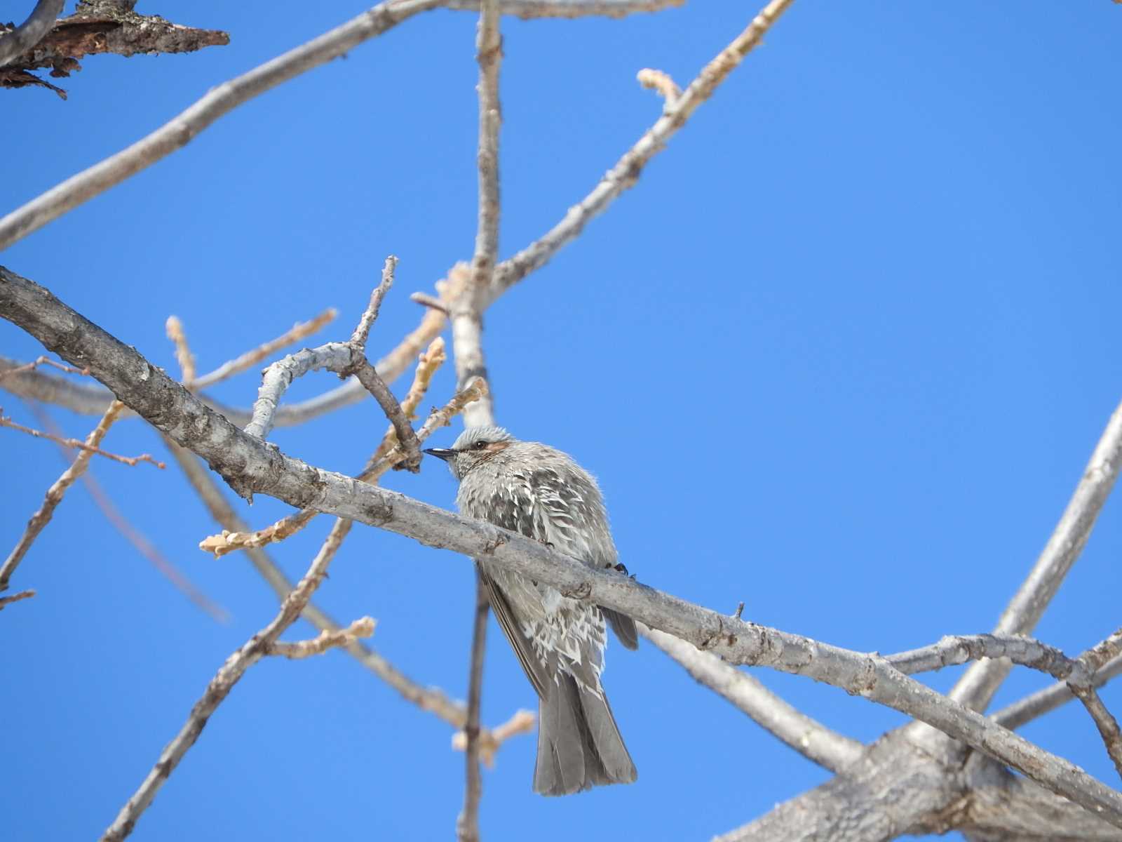 Brown-eared Bulbul