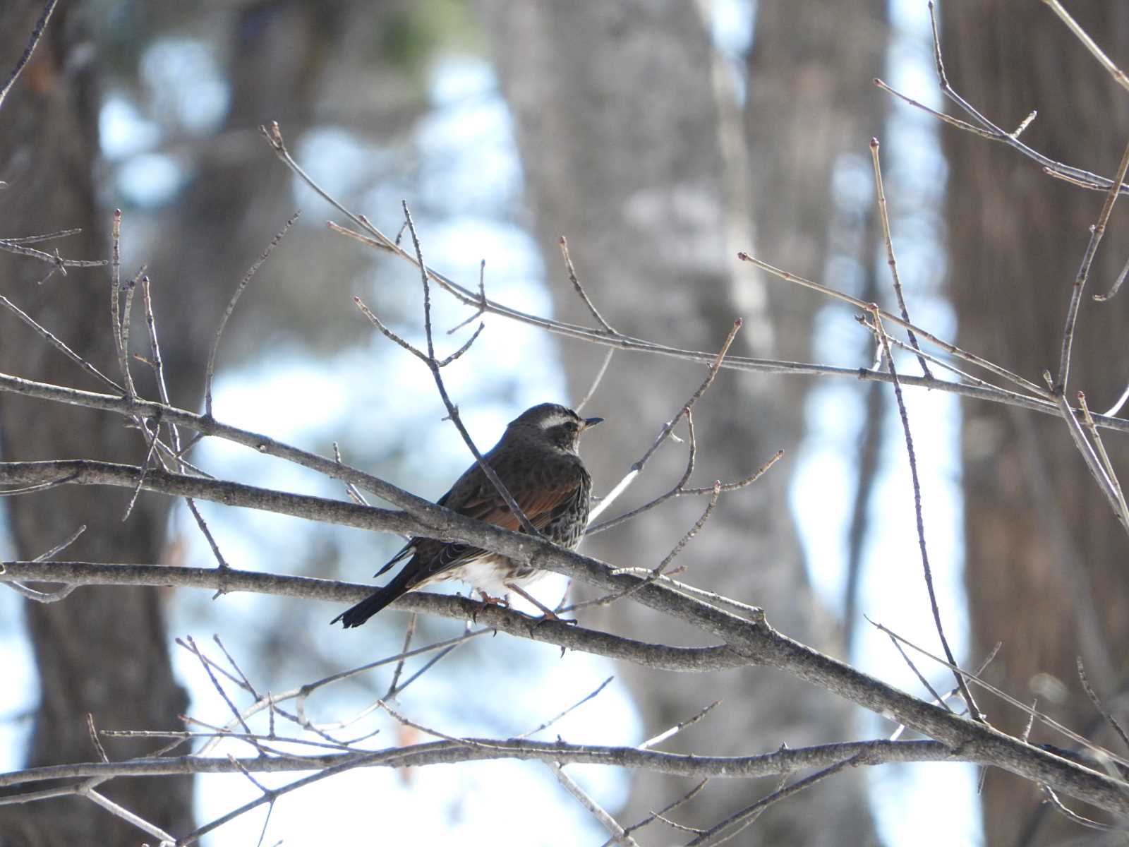 Brown-eared Bulbul