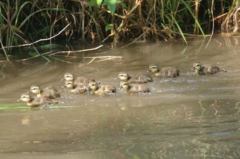 Eastern Spot-billed Duck Nogawa Sun, 5/30/2021