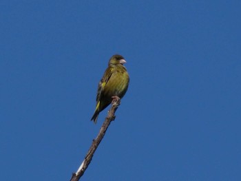 Grey-capped Greenfinch 淀川河川公園 Sun, 5/30/2021