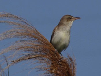 Oriental Reed Warbler 淀川河川公園 Sun, 5/30/2021