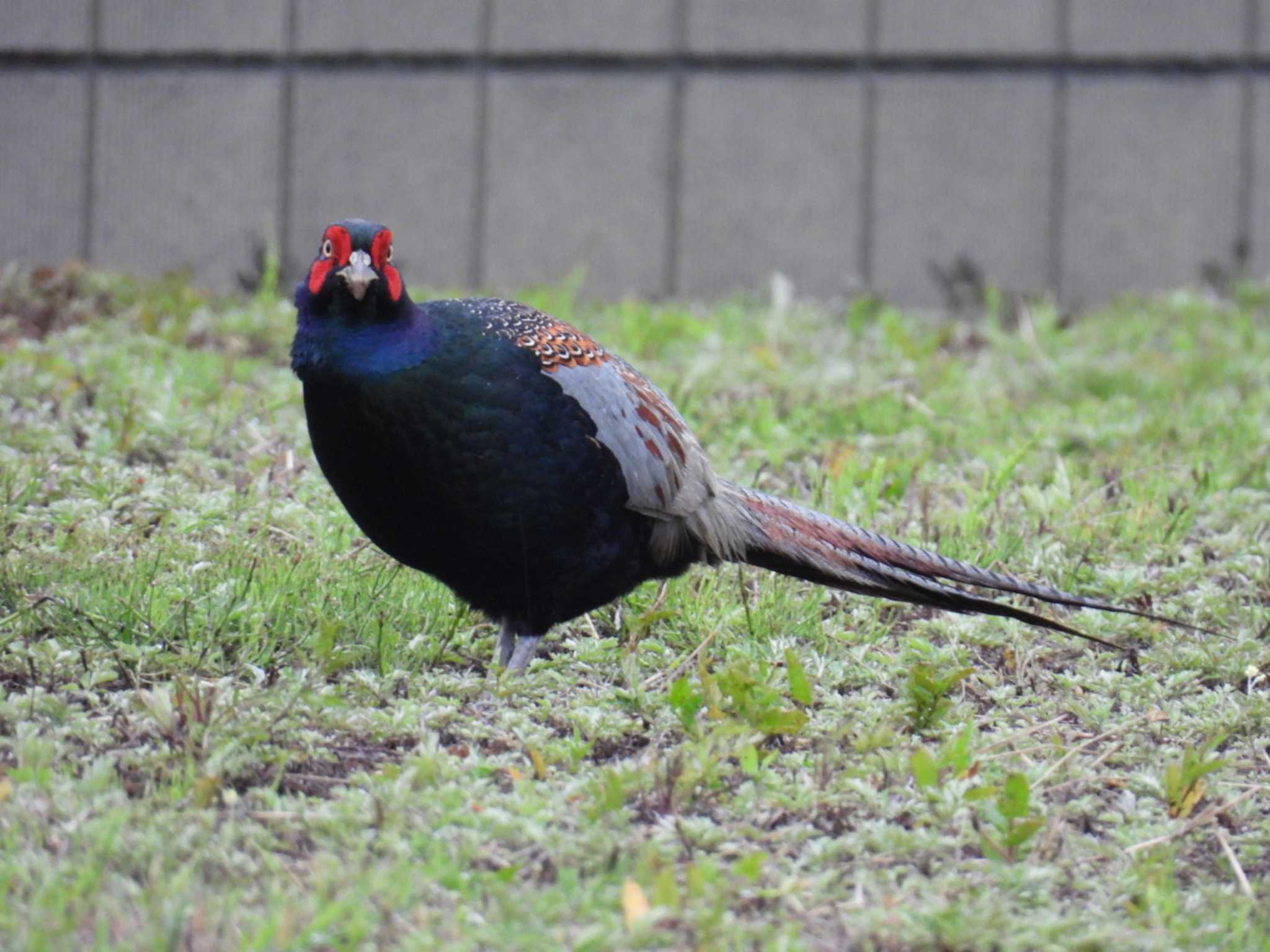 さいたま市緑区 キジの写真 by しもきち野鳥