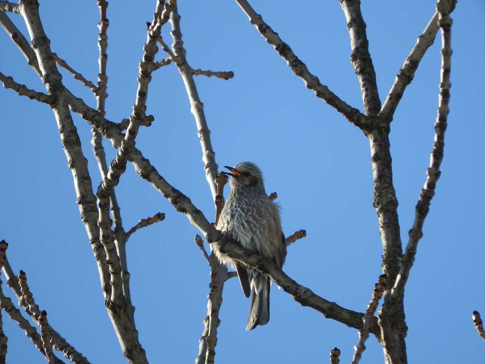 Brown-eared Bulbul