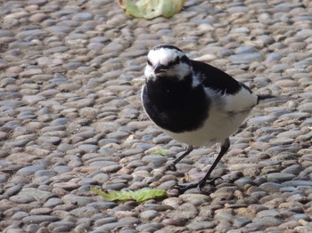 2021年5月31日(月) 石神井公園の野鳥観察記録