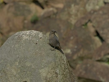 2021年6月1日(火) 松江城の野鳥観察記録