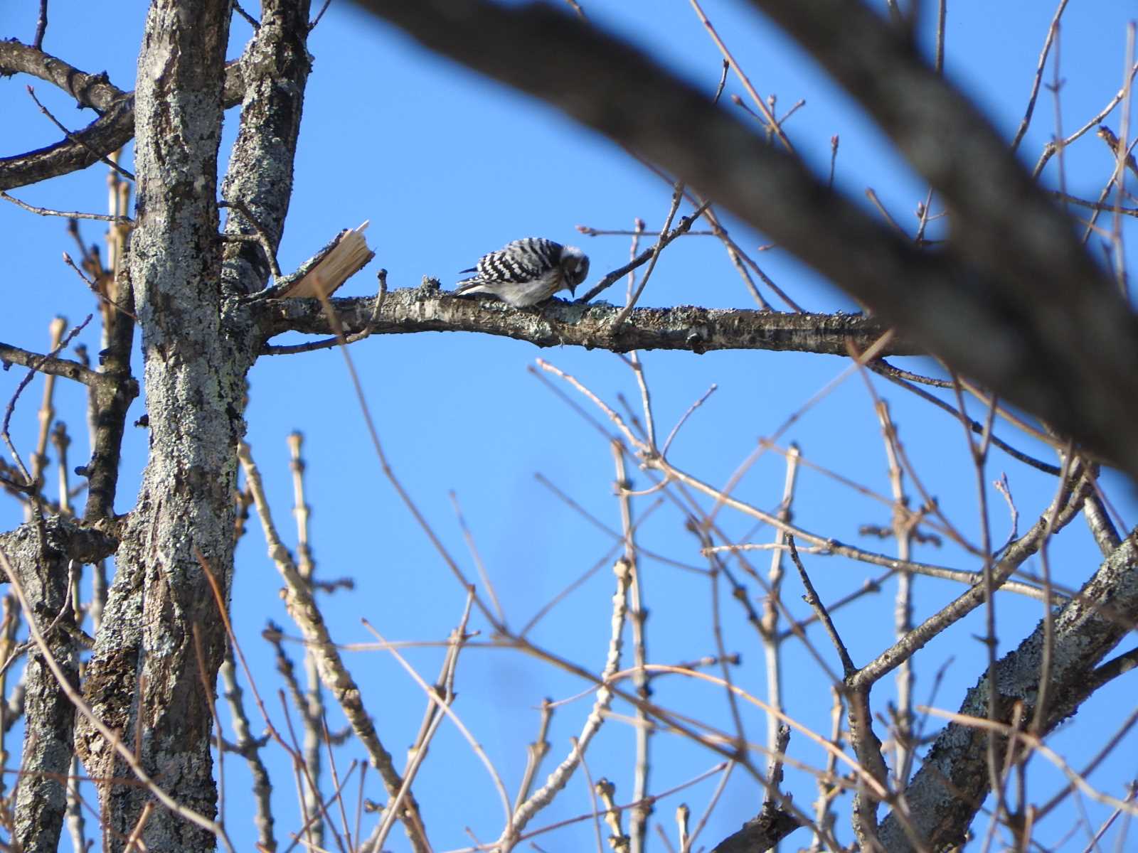 Japanese Pygmy Woodpecker