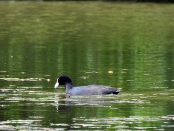 オオバン 牧野ヶ池緑地 2021年5月31日(月)