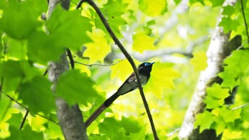 Black Paradise Flycatcher 東京都　八王子市 Sun, 5/30/2021