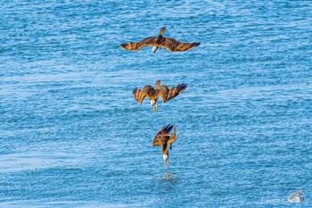 Osprey 福岡県遠賀川河口堰 Sat, 3/13/2021