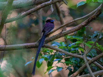 Black Paradise Flycatcher 福岡県 Sat, 5/29/2021