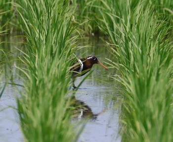 Greater Painted-snipe 大久保農耕地 Tue, 6/1/2021